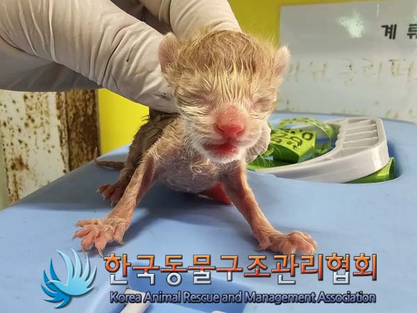 한국동물구조관리협회_411311202400295